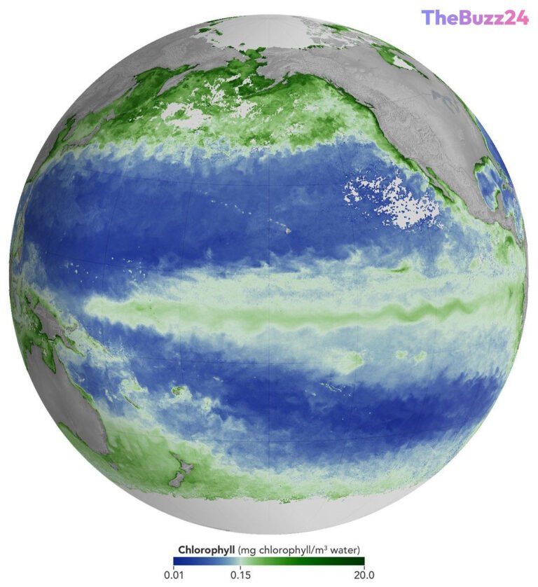 El Niño’s Strengthening Grip Reshapes Pacific Marine Ecosystems