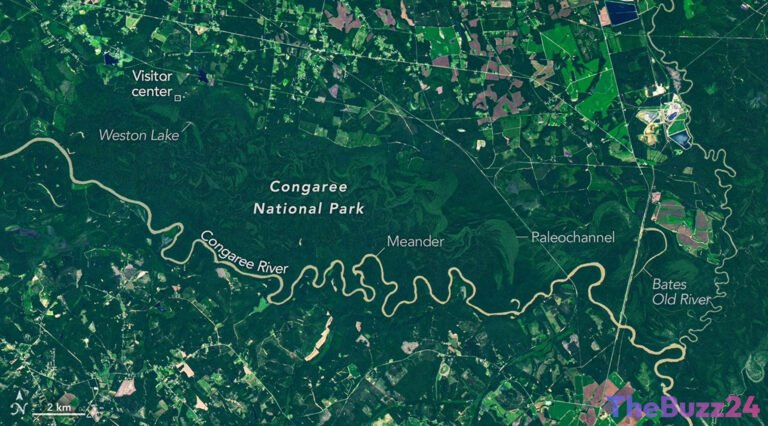 Nature’s Ancient Sanctuary: The Resilient Floodplains of Congaree National Park