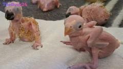 Parrot Eggs Hatch After Alleged Smuggler Apprehended at South African Airport