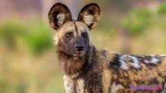 Record-Breaking Odyssey: African Wild Dogs Undertake 2,500-Mile Trek, Revealing Wildlife Resilience and Peril