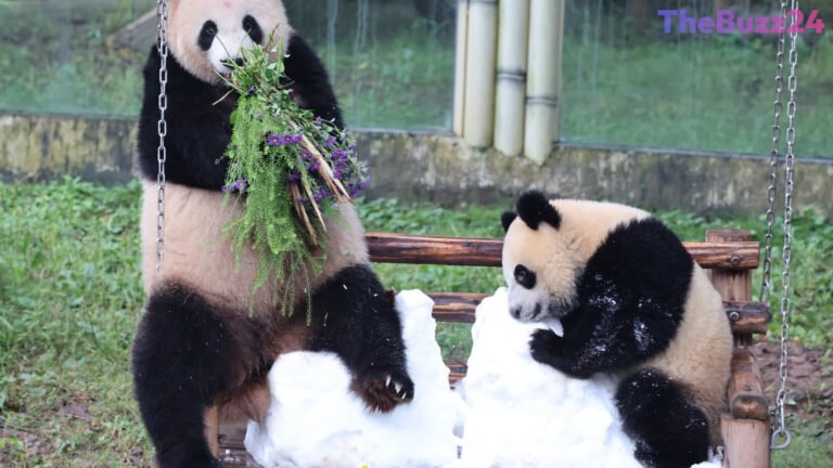 Panda Diplomacy Returns: Zoo Atlanta Welcomes New Giant Pandas Amid U.S.-China Summit