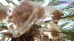 West Bank Date Farmers Face Economic Uncertainty Amid New UK and Western Sanctions