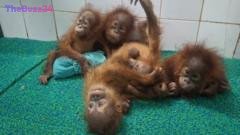 Critically Endangered Orangutans Discovered Thousands of Miles from Home in India, Trafficking Suspected