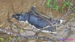 Zambia Issues Urgent Health Warning Amid Deadly Anthrax Outbreak Affecting Wildlife and Humans