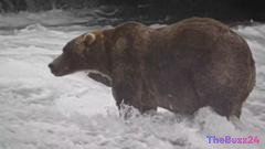Alaska’s Fat Bear Week Crowns ‘Backpack’ as the Ultimate Heavyweight Champion