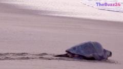 Thousands of Olive Ridley Turtles Cover Mexican Beaches in Spectacular Mass Nesting Event