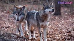 Trump Administration Moves to Strip Endangered Protections from Grey and Mexican Wolves