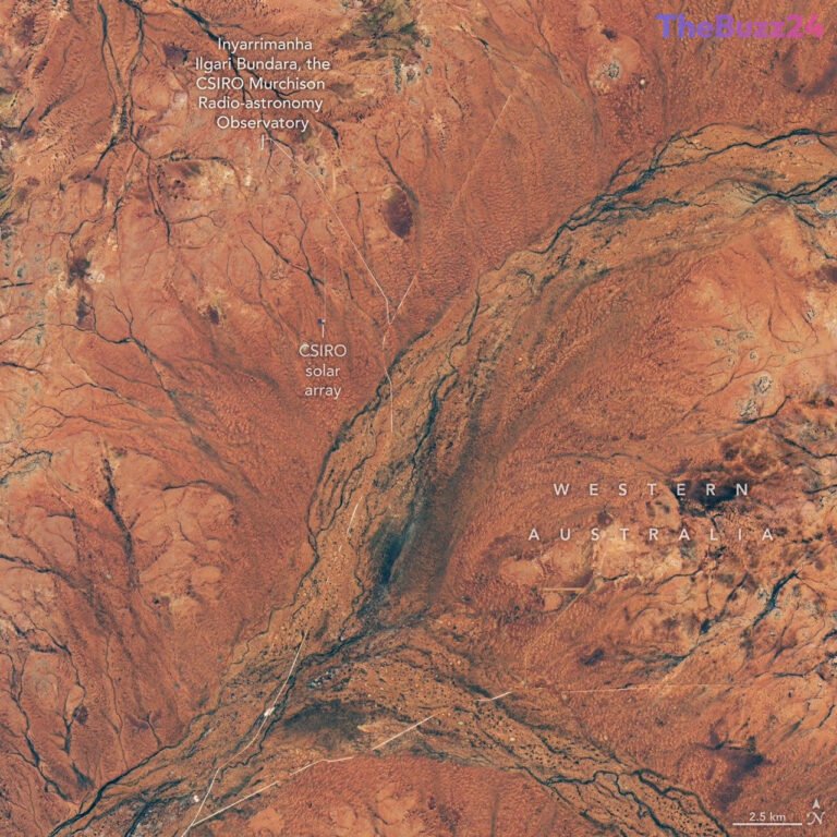 Rare Desert Bloom Transforms Western Australian Outback into Vibrant Tapestry
