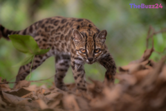 Elusive New Wild Cat Species Discovered in South America Through DNA Breakthrough
