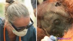 Borneo Wildfires Push Endangered Orangutans to the Brink of Survival