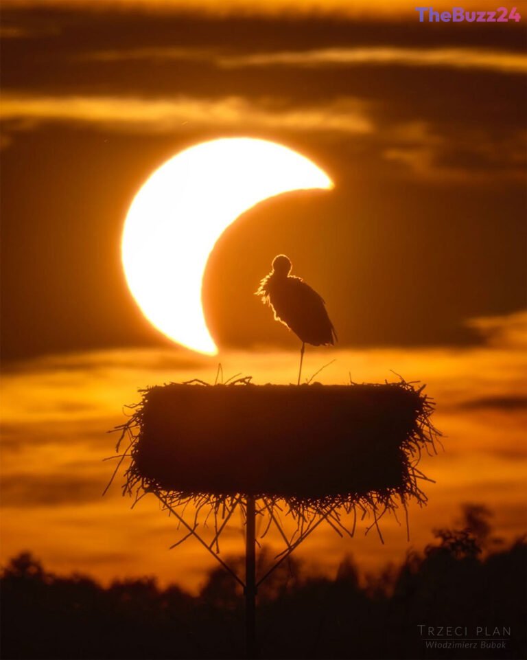 Nature’s Reaction: How Wildlife Responds to a Total Solar Eclipse