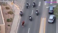 High-Speed Pursuit: Police Lasso Runaway Horse in Santa Fe