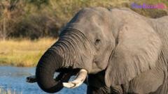 Botswana Faces Backlash Over Culling 23 Elephants for Diamond Jubilee Celebrations