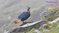 Himalayan Monal Forced to Adapt Vocalizations Amid Rising Human Encroachment