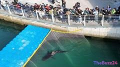 Shark’s Great Escape Fails: ‘Bukangi’ Repeatedly Returns to Busan Canal