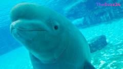 The Uncertain Future: The Tragic Aftermath of the Largest Captive Whale Rescue