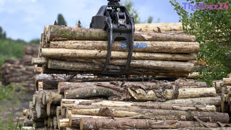 Rooted in Real Estate: Why Institutional and Young Investors Are Eyeing Timberland