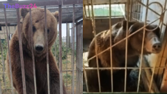 From Russian Cages to Irish Sanctuary: A Five-Year Odyssey for Rescued Bears