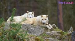 Young Girl Hospitalized After Serious Wolf Attack at German Wildlife Sanctuary