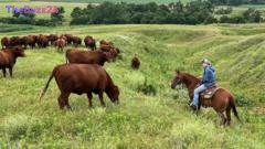 Nebraska Ranchers Face Economic Squeeze: Rising Costs and Policy Pains Strain Trump Loyalists