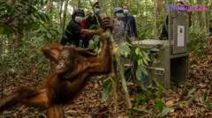 Borneo’s Critically Endangered Orangutans Return to Wild After Devastating Fires