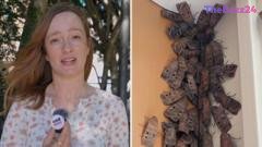 The Great Migration: Why Bogong Moths Are Invading Australia’s Urban Centers