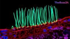 Microscopy Contest Winner Under Fire as Scientists Question AI Involvement