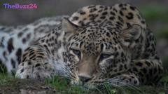 Tragic Loss: Long-Serving Zookeeper Succumbs to Leopard Attack at Dutch Safari Park