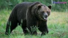 Tragic Bear Attack in Mongolian Outskirts Sparks Safety Concerns