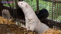 Denmark to End Mink Farming by 2029, Citing Animal Welfare