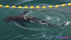 Bukangi’s Odyssey: South Korea’s Beloved Canal Shark Returns to the Open Sea After Viral Saga